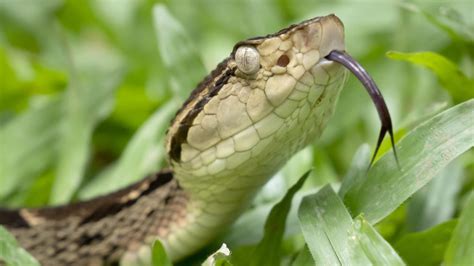 naked and afraid producer snake bite|A Deadly Snake Bite Nearly Cost This Naked And Afraid。